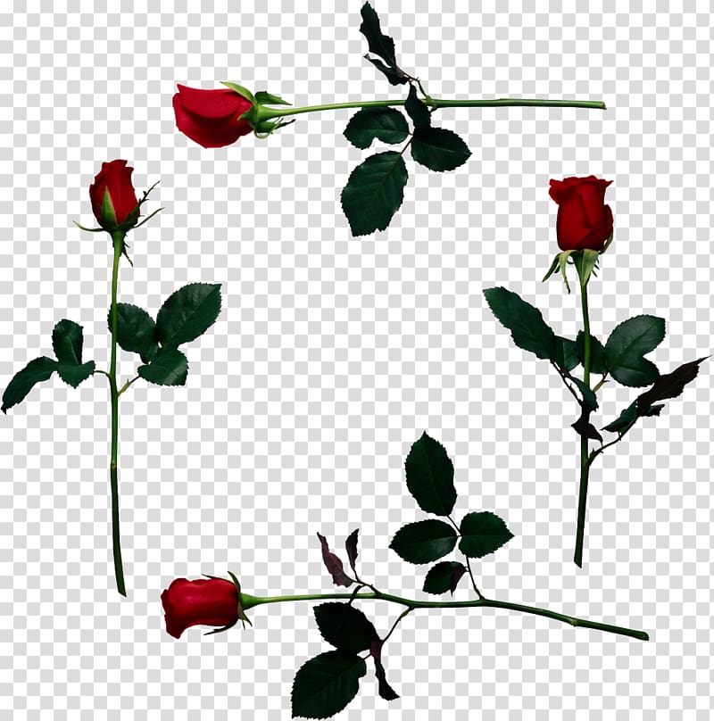 YouTube , red rose border transparent background PNG clipart