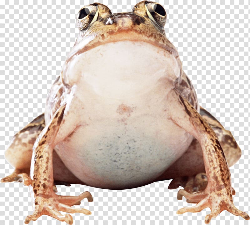 brown frog, Big Frog transparent background PNG clipart