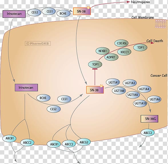 SN-38 Irinotecan Metabolic pathway PharmGKB Topoisomerase, others transparent background PNG clipart