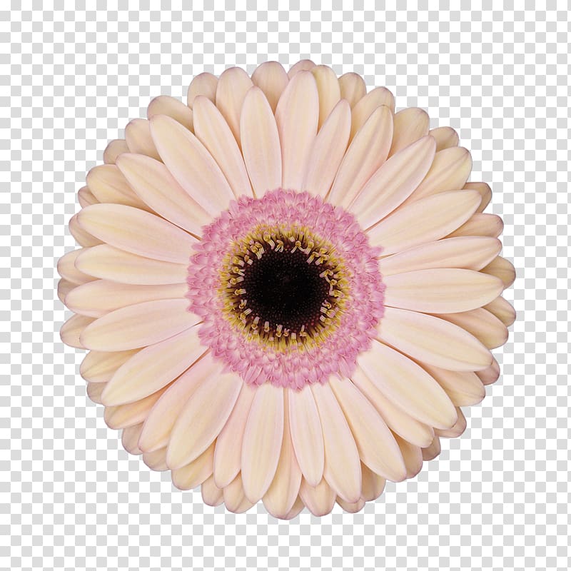 Transvaal daisy Television Music Color, others transparent background PNG clipart