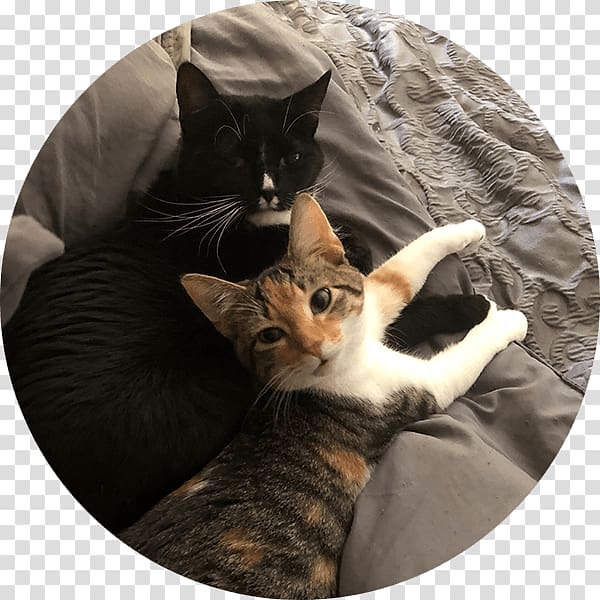 Whiskers Cat Fur, pet adoption transparent background PNG clipart