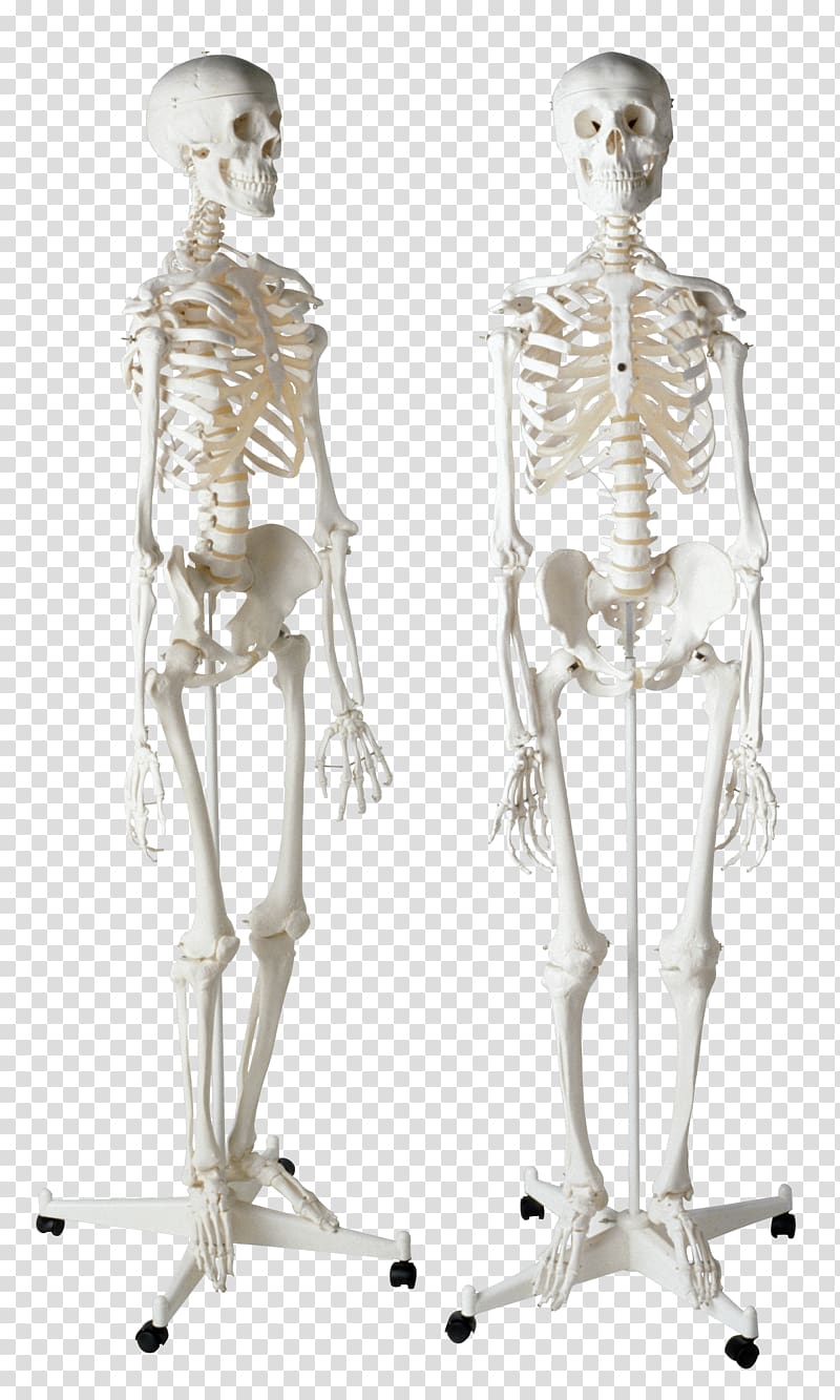 Human skeleton Homo sapiens Bone, Skeleton transparent background PNG clipart