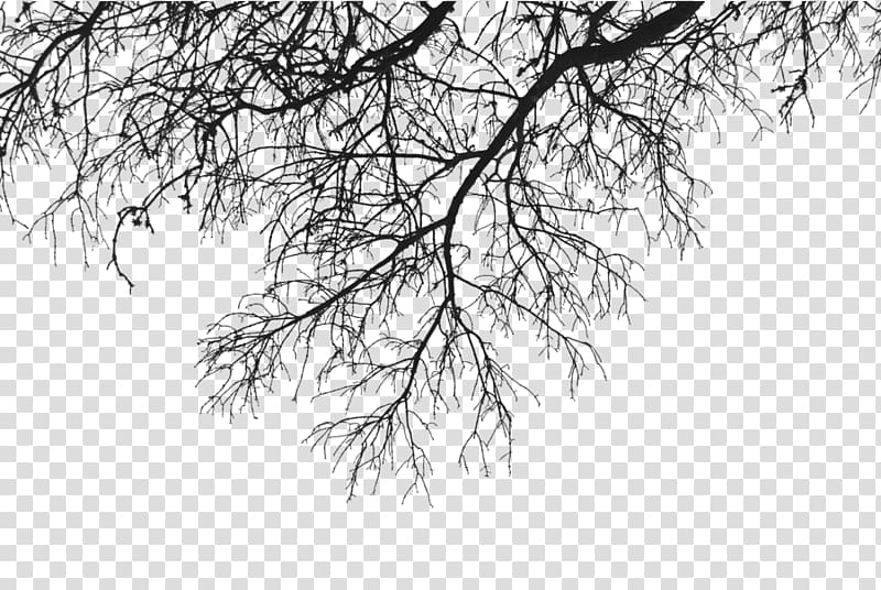 gray leaf illustration, Branch Deco Up transparent background PNG clipart
