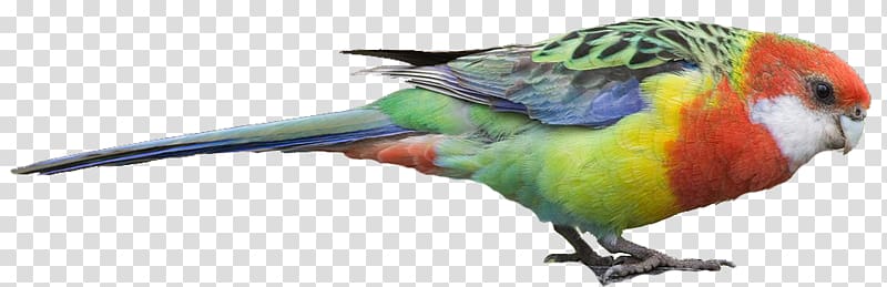 Macaw Bird Loriini Parakeet Beak, Eastern Bluebird transparent background PNG clipart