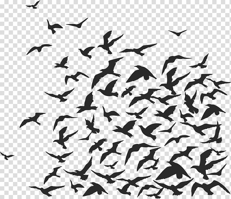 Rook Bird Flock, flock of birds transparent background PNG clipart