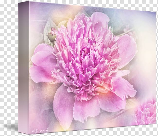 Peony Floral design Cut flowers Chrysanthemum, creative peony transparent background PNG clipart