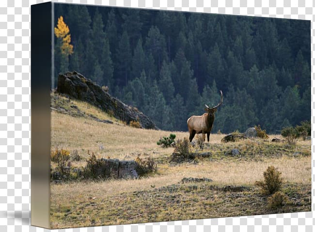 Elk Ecosystem Ranch Fauna National park, others transparent background PNG clipart