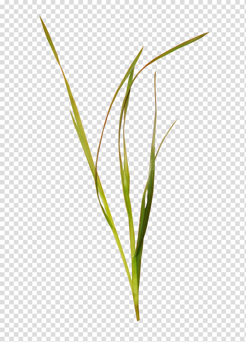 a grass transparent background PNG clipart