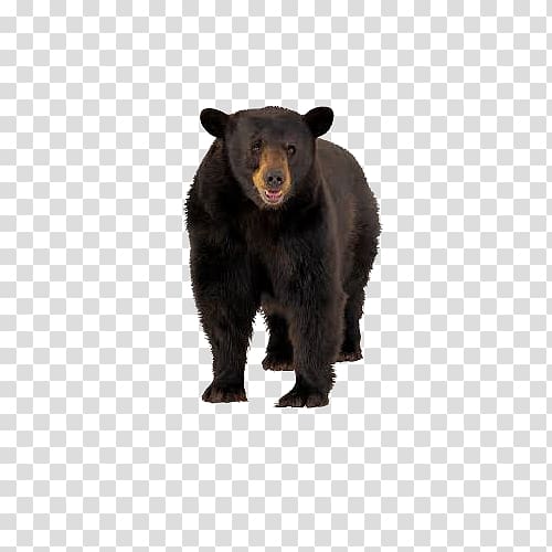 American black bear Brown bear Tiger Squirrel, Black bear bear transparent background PNG clipart
