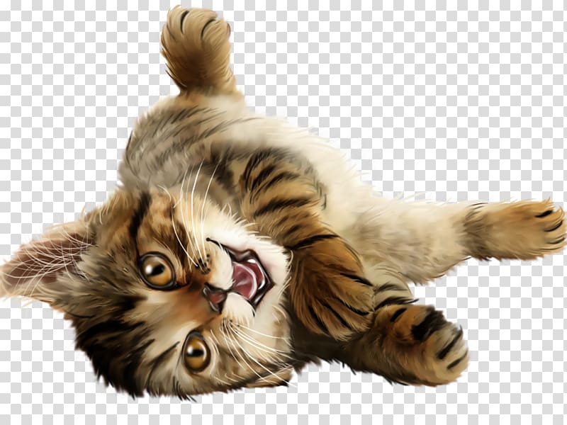 Kitten Whiskers Kurilian bobtail Domestic short-haired cat Dog, kitten transparent background PNG clipart