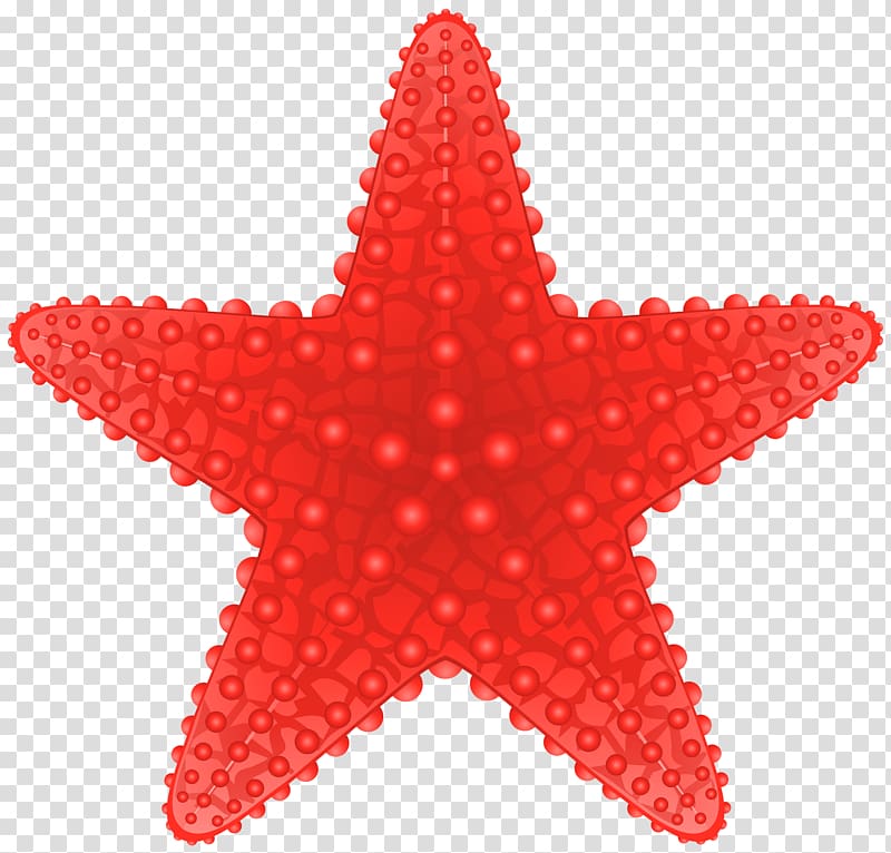 red star , Starfish , Starfish transparent background PNG clipart