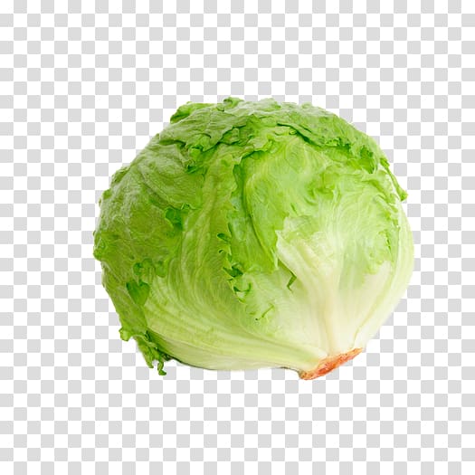 Iceberg lettuce Organic food Leaf vegetable Salad, lettuce transparent background PNG clipart