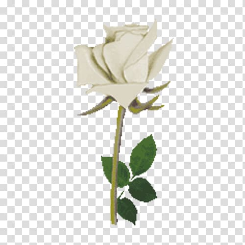 Beach rose Flower Rosa multiflora, White rose flowers transparent background PNG clipart