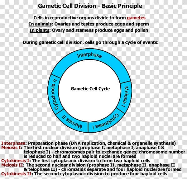 Cell division Gamete Mitosis Meiosis, principle transparent background PNG clipart