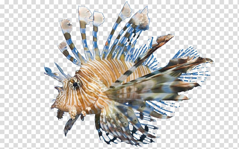 marine life lion fish transparent background PNG clipart