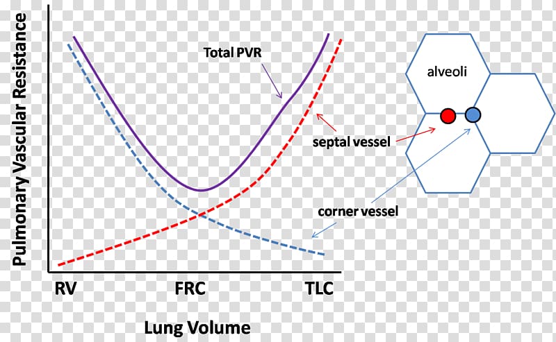 Lung volumes Mechanical ventilation Functional residual capacity Vascular resistance, heart transparent background PNG clipart