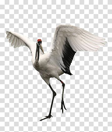 red-crowned crane transparent background PNG clipart