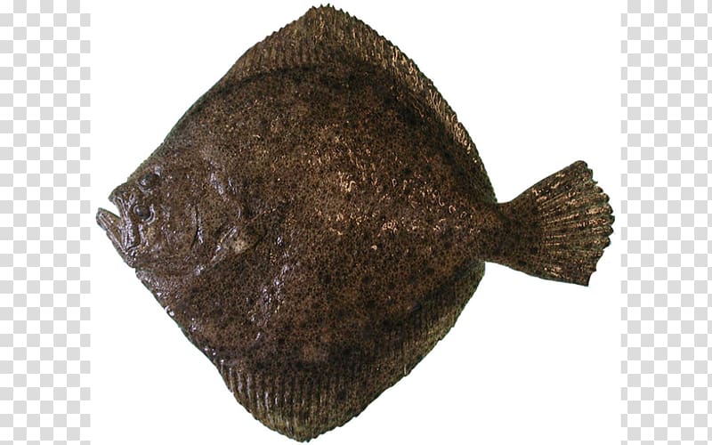 Flounder Turbot Brill Flatfish Common sole, others transparent background PNG clipart