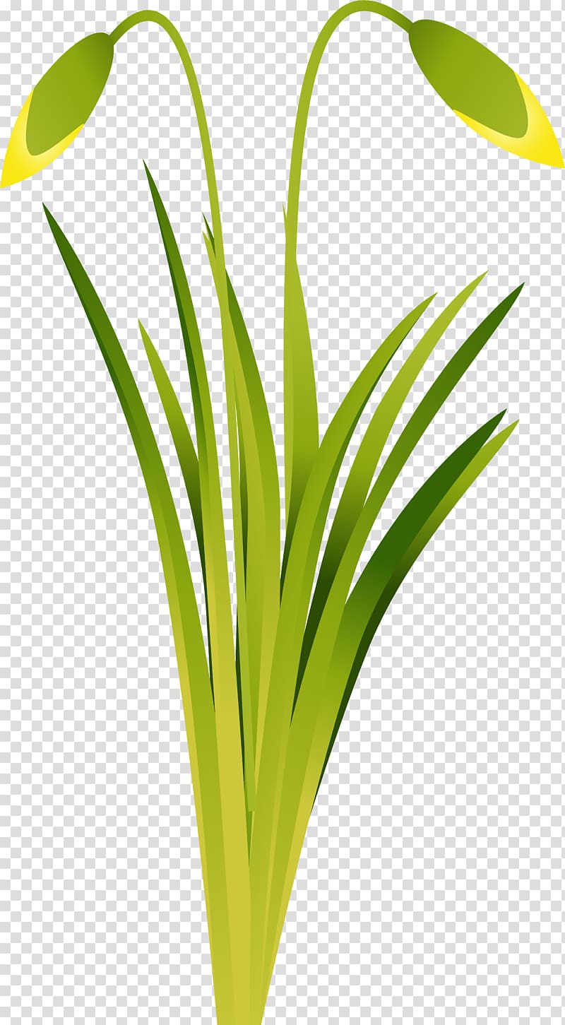 Narcissus Long Island Iced Tea Plant stem LiveInternet, others transparent background PNG clipart