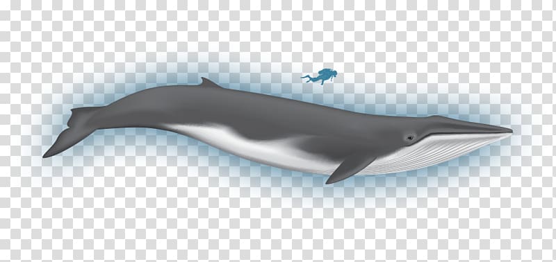 Rough-toothed dolphin Common bottlenose dolphin Wholphin White-beaked dolphin Tucuxi, minke whale transparent background PNG clipart