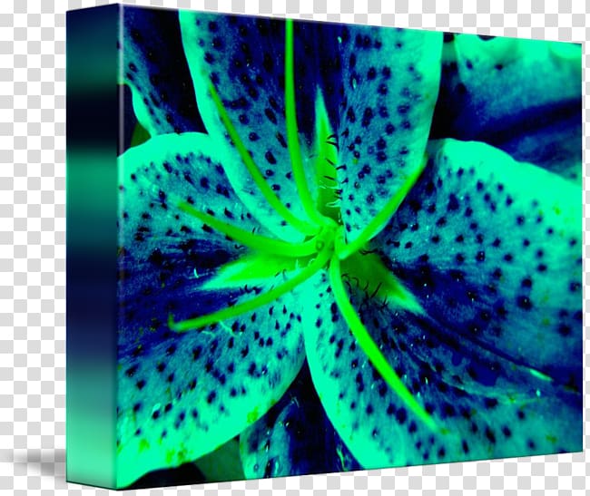 Marine invertebrates Green Blue Lily \'Stargazer\' Close-up, stargazer lily transparent background PNG clipart