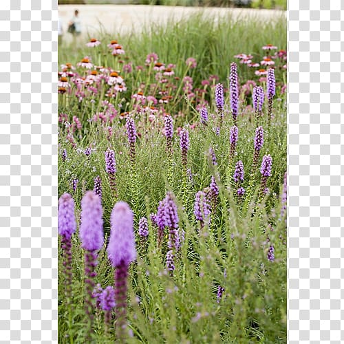 English lavender French lavender Subshrub Hyssopus Prairie, others transparent background PNG clipart