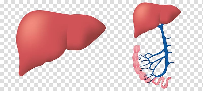 Liver disease Ionis Pharmaceuticals Fatty liver, human-liver transparent background PNG clipart