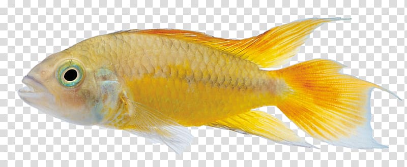 Commercial fish feed Ornamental fish, Yellow fish transparent background PNG clipart