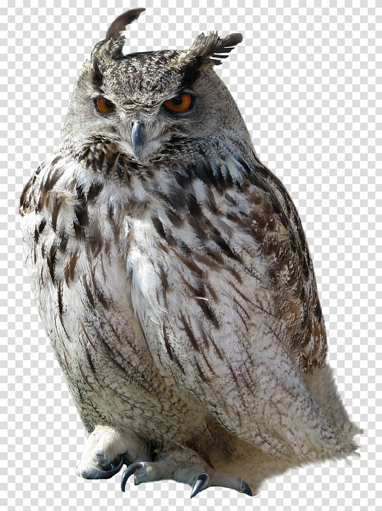 Great Horned Owl , Owl transparent background PNG clipart