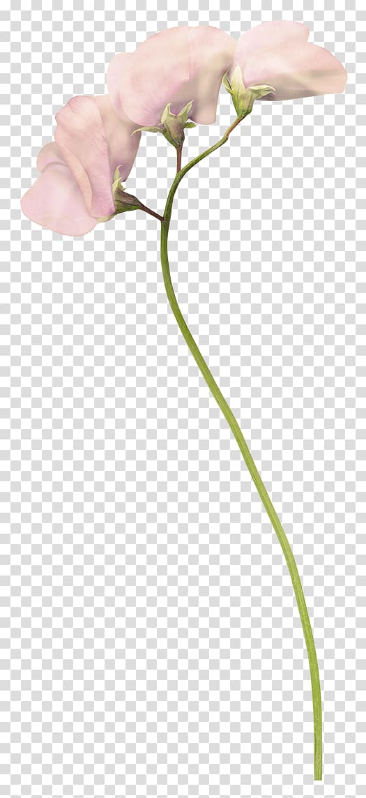 Moth orchids Cut flowers Bud Plant stem Rosaceae, Free pink pull transparent background PNG clipart
