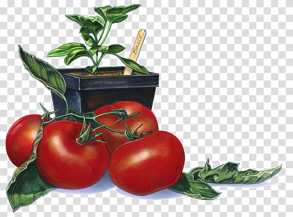 Tomato , Red tomatoes transparent background PNG clipart