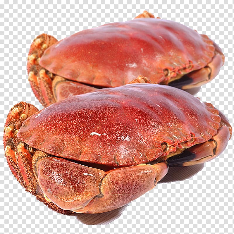 Chesapeake blue crab Cancer pagurus Seafood Chaceon fenneri, Jumbo Crab transparent background PNG clipart