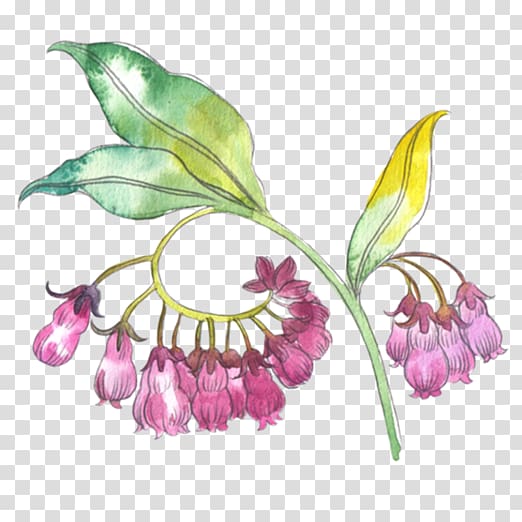 Common comfrey Allantoin Extract Floral design Root, others transparent background PNG clipart
