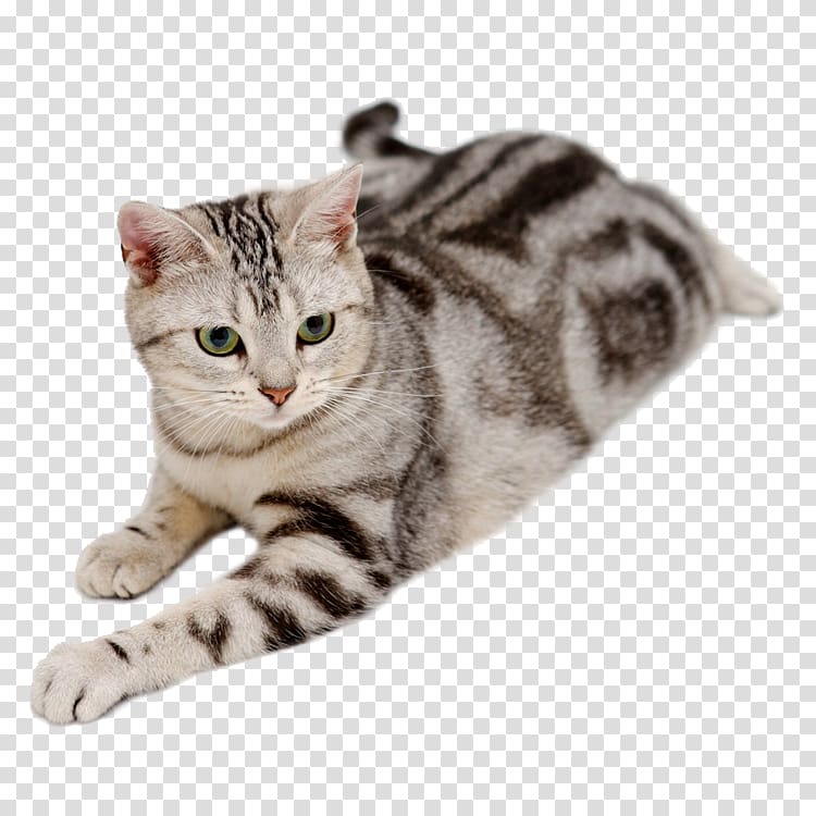 American Shorthair American Bobtail British Shorthair Abyssinian Exotic Shorthair, Cute cat transparent background PNG clipart