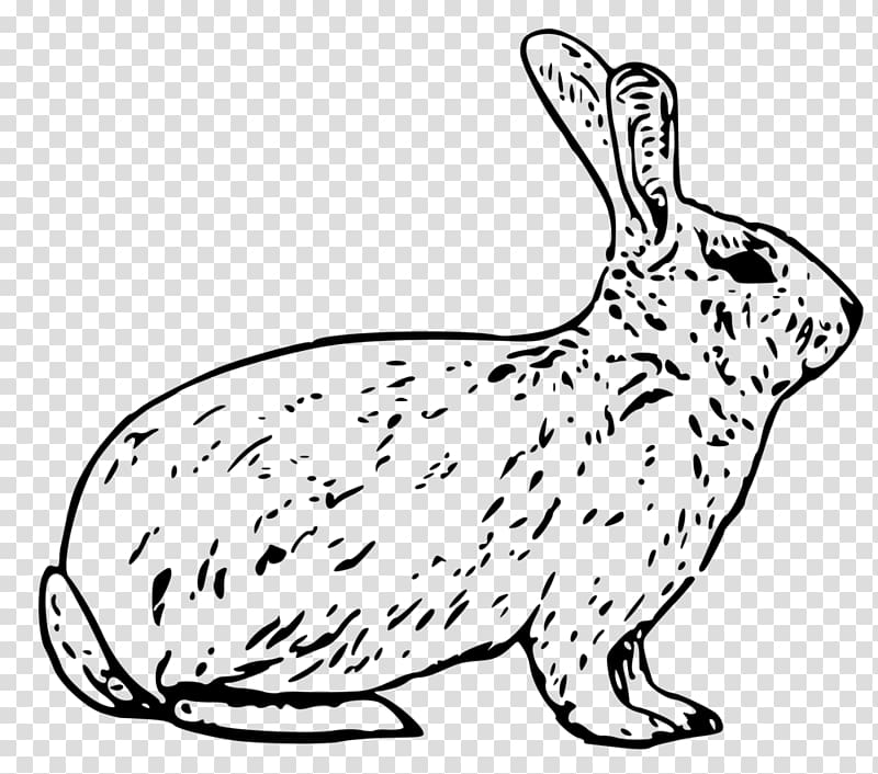 Arctic hare Snowshoe hare Easter Bunny Mountain hare , elephant rabbit transparent background PNG clipart