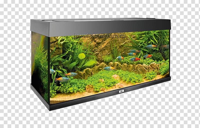 Aquarium Aquatic Plants Aquascaping Tropical fish Akwarium holenderskie, others transparent background PNG clipart