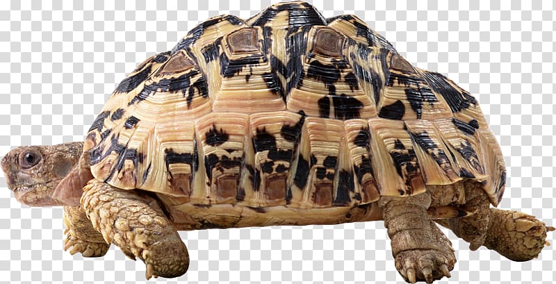 Turtle Tortoise, desertification transparent background PNG clipart