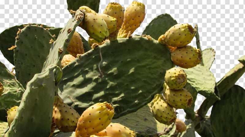 Barbary fig Eastern Prickly Pear Cactaceae Thorns, spines, and prickles Plant, Prickly cactus transparent background PNG clipart