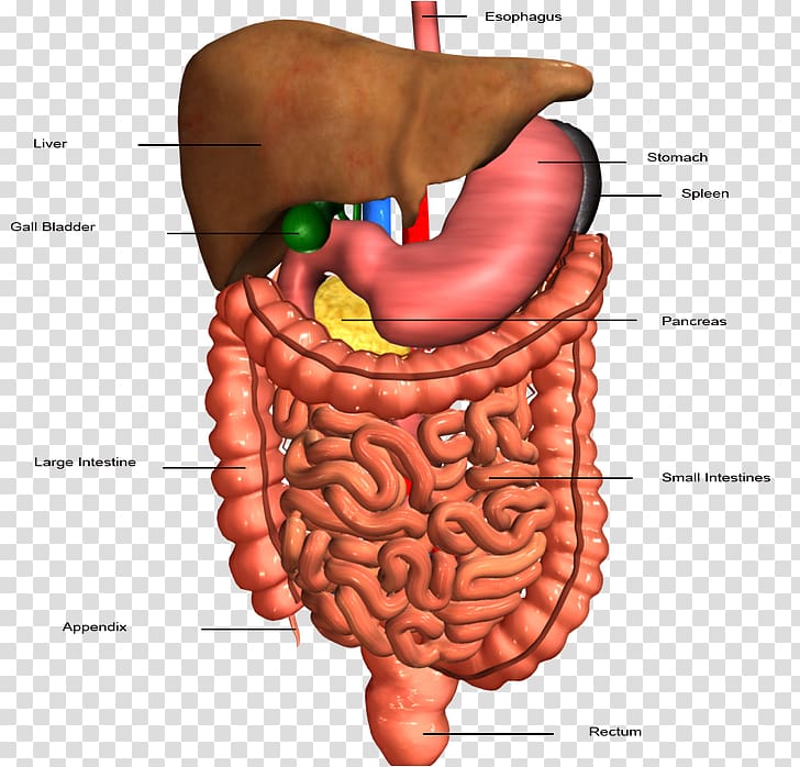Human body Stomach Small intestine Gastrointestinal tract Human digestive system, digestive system transparent background PNG clipart