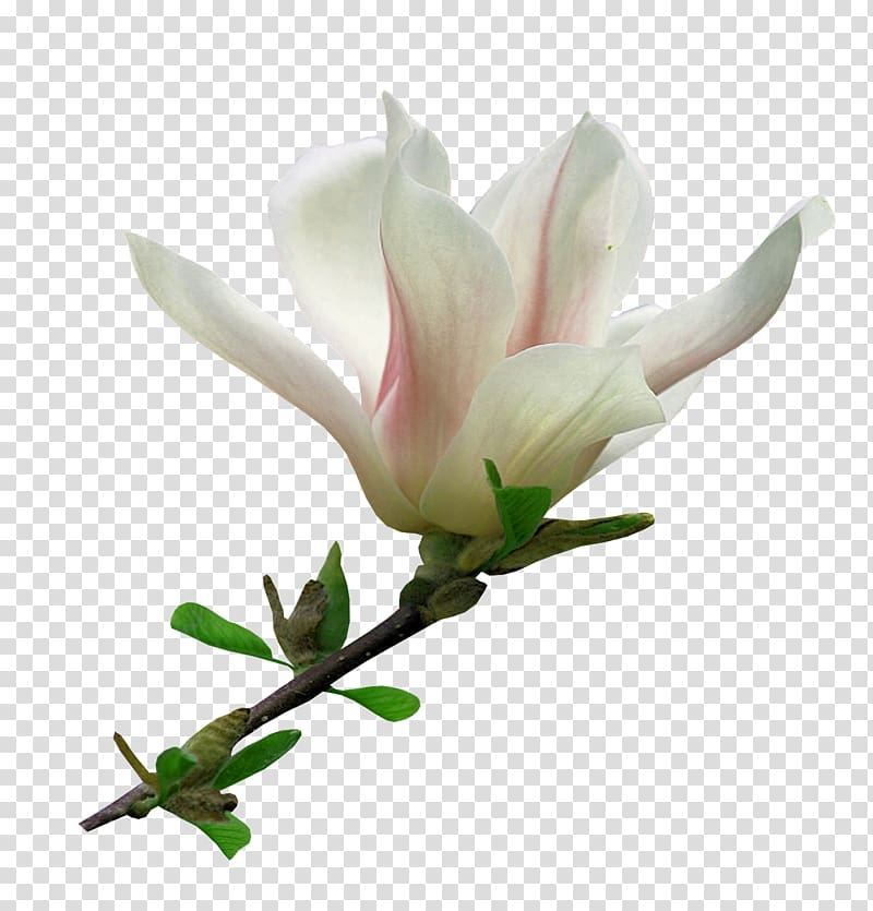 Flower Blog , magnolia transparent background PNG clipart