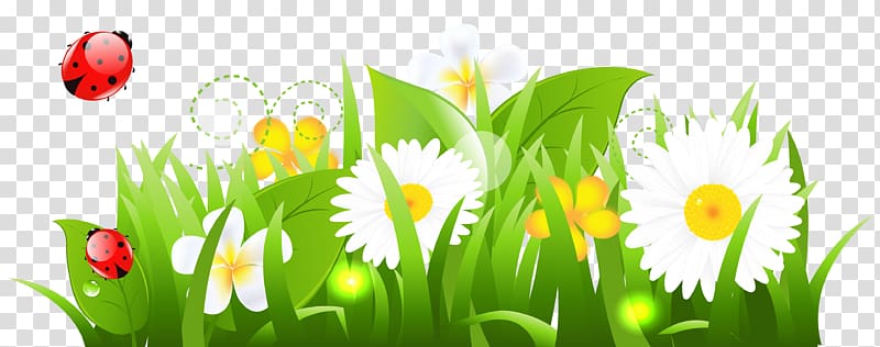 Flower , White Flowers Grass and Ladybugs , close-up of white petaled flowers with green grass illustration transparent background PNG clipart