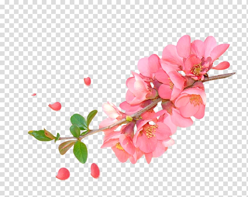 pink petaled flowers , Floral design Watercolor painting Flower, Pink Watercolor Peach Branches Decorative Patterns transparent background PNG clipart