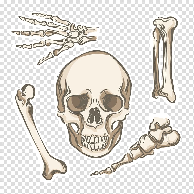 Bone Human skeleton Human body Human anatomy, Skull skeleton transparent background PNG clipart