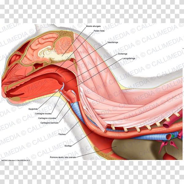 Neck Atlas Human anatomy Vertebral column, thyroid cartilage transparent background PNG clipart