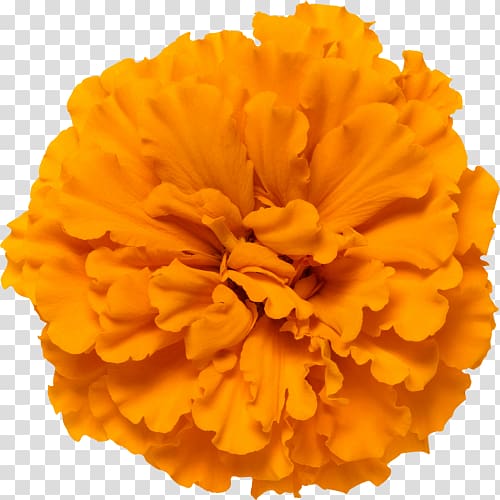 Mexican marigold Calendula officinalis Glebionis segetum Flower Orange, flower transparent background PNG clipart