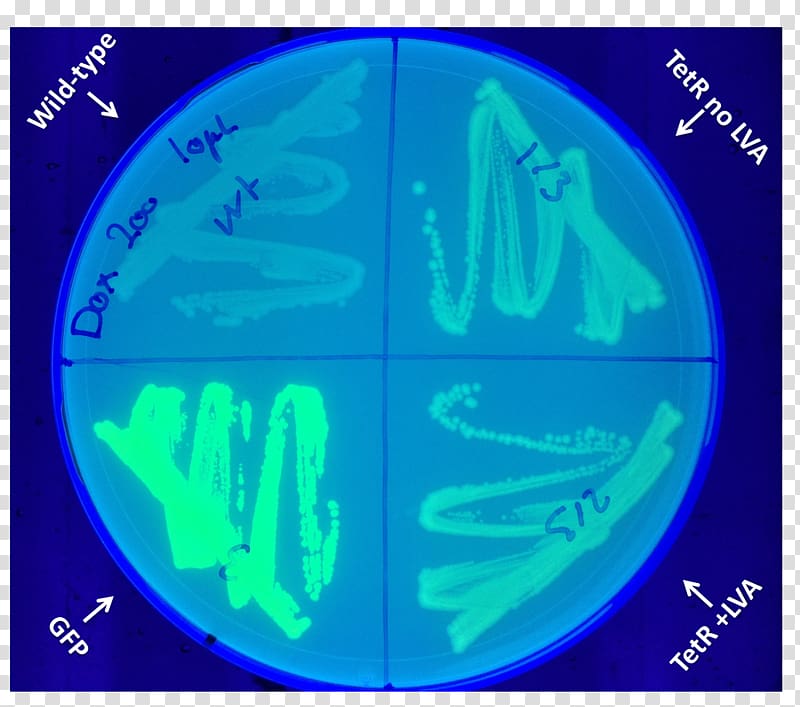 Green fluorescent protein Doxycycline Biology Organism International Genetically Engineered Machine, e. coli transparent background PNG clipart