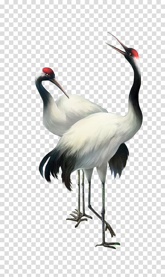 two white-and-black birds illustration, Bailu Red-crowned crane, Crane transparent background PNG clipart