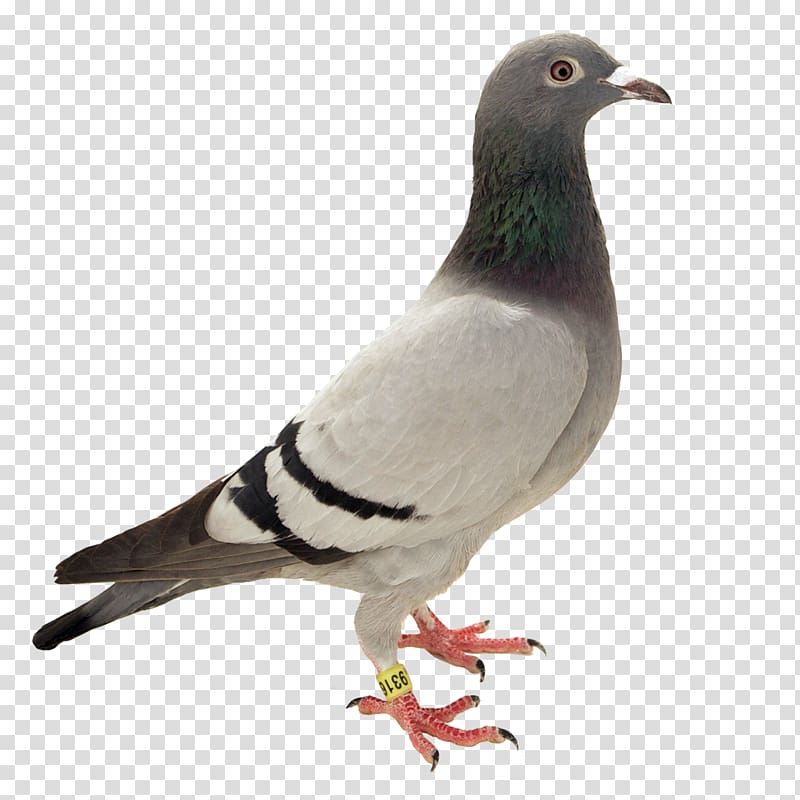 Columbidae Bird Feral pigeon Pigeon racing, Bird transparent background PNG clipart