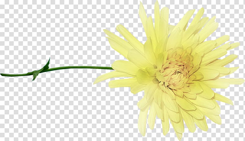 Albom Chrysanthemum Cut flowers, chrysanthemum transparent background PNG clipart