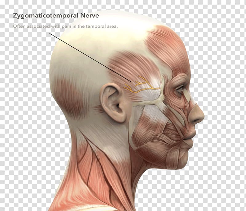 Facial muscles Human body Face Human head , Face transparent background PNG clipart